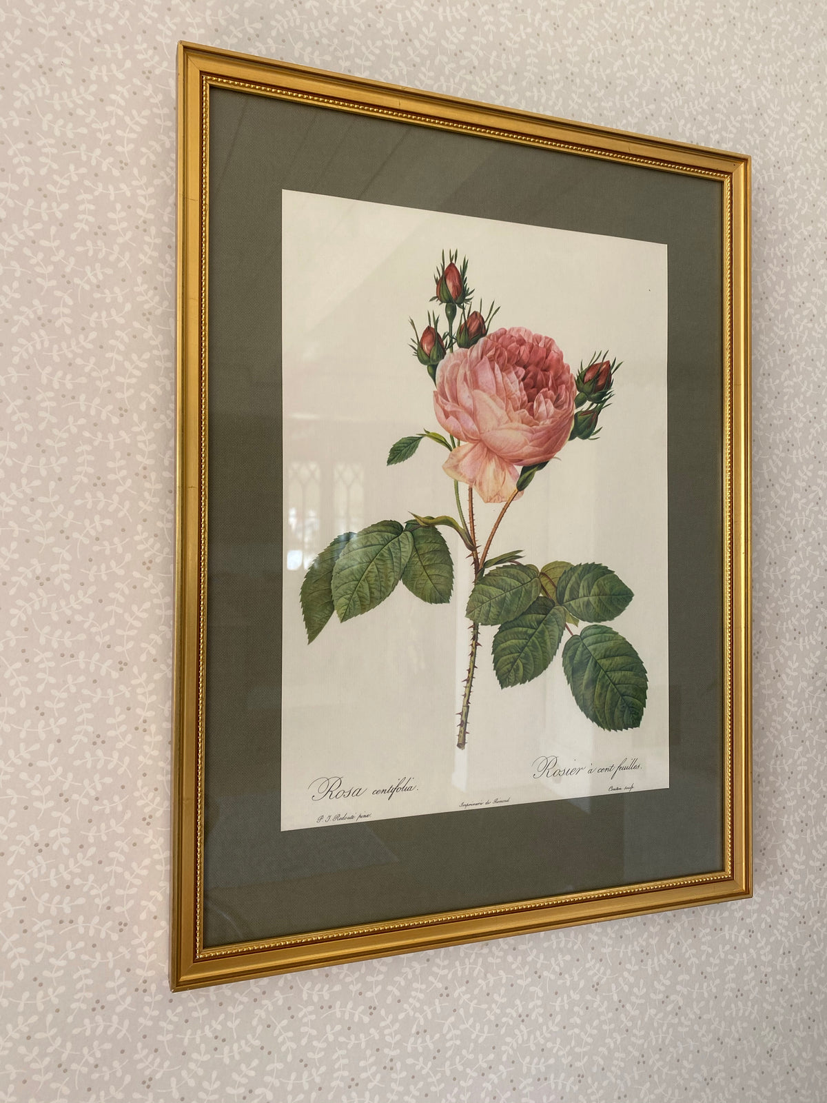 Rostavla - ljusrosa