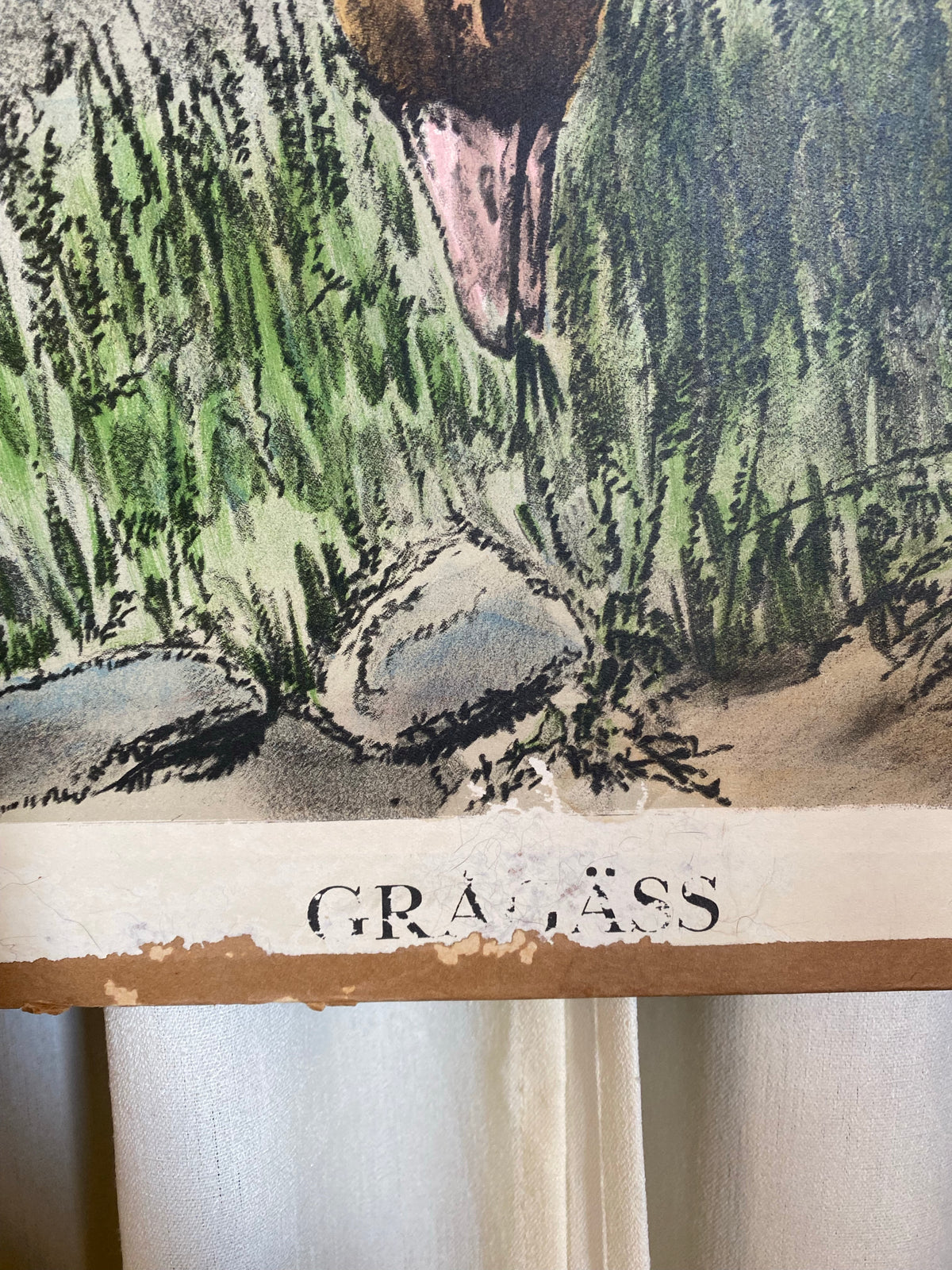 Äldre skolplansch - Grågäss