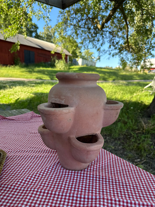 Jordgubbskruka i ljus terrakotta