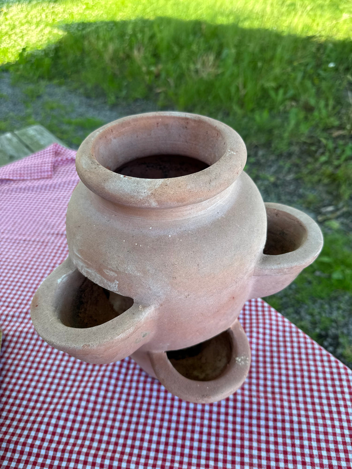 Jordgubbskruka i ljus terrakotta