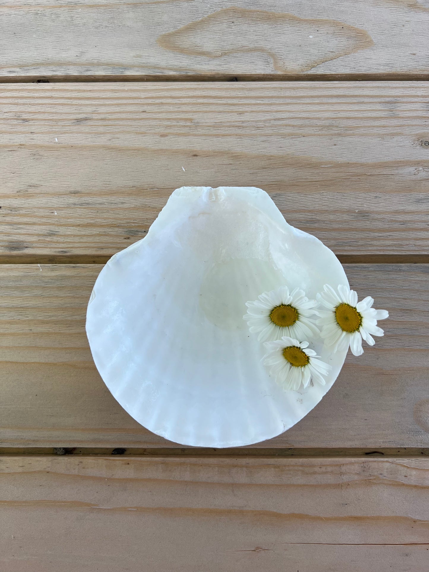 Större snäckskal