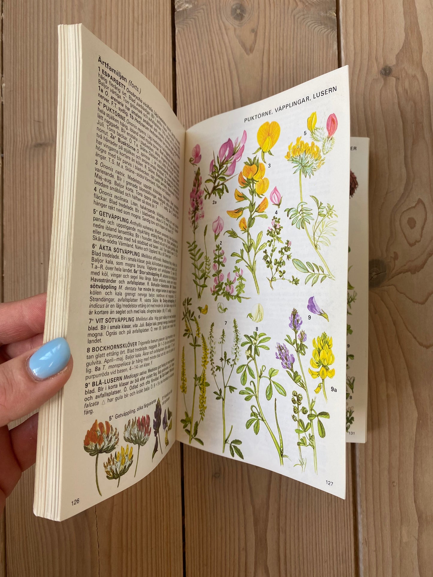 Flora i färg