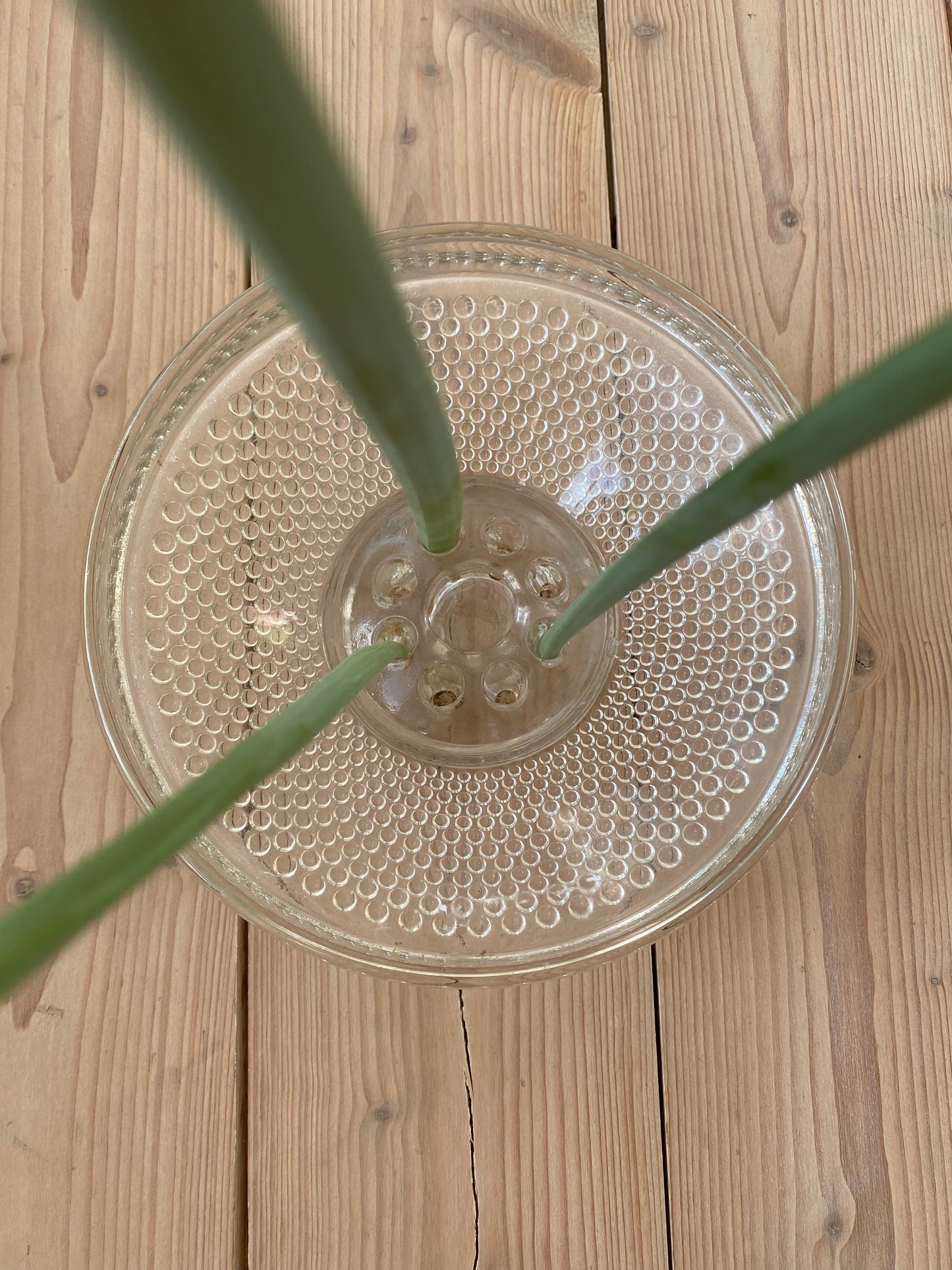 Blomsterfakir i glas med tillhörande skål