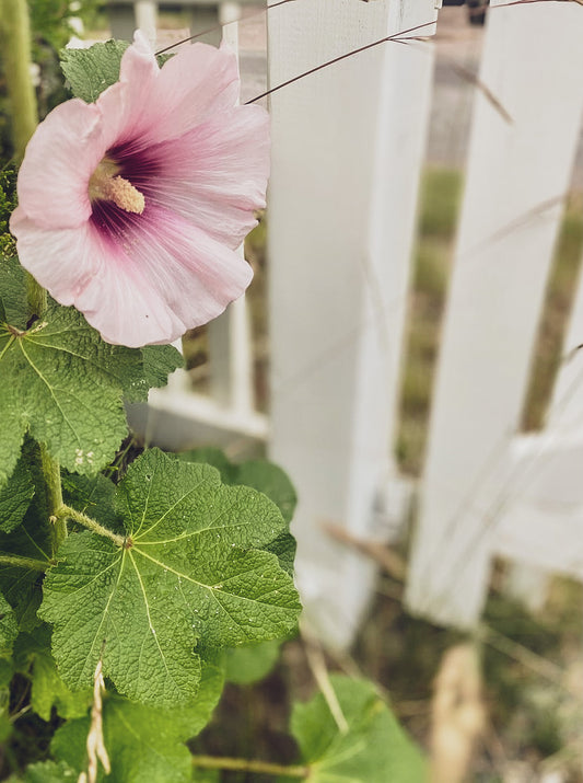 Stockrosfröer i LJUSROSA