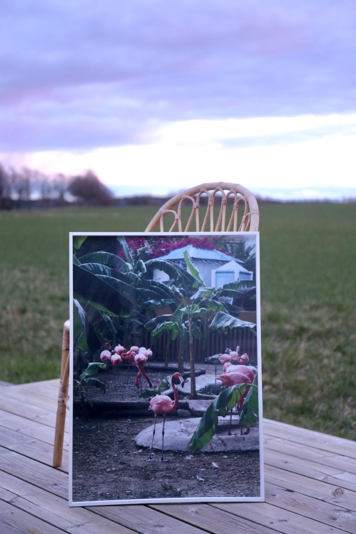 Print Flamingo - eget fotografi