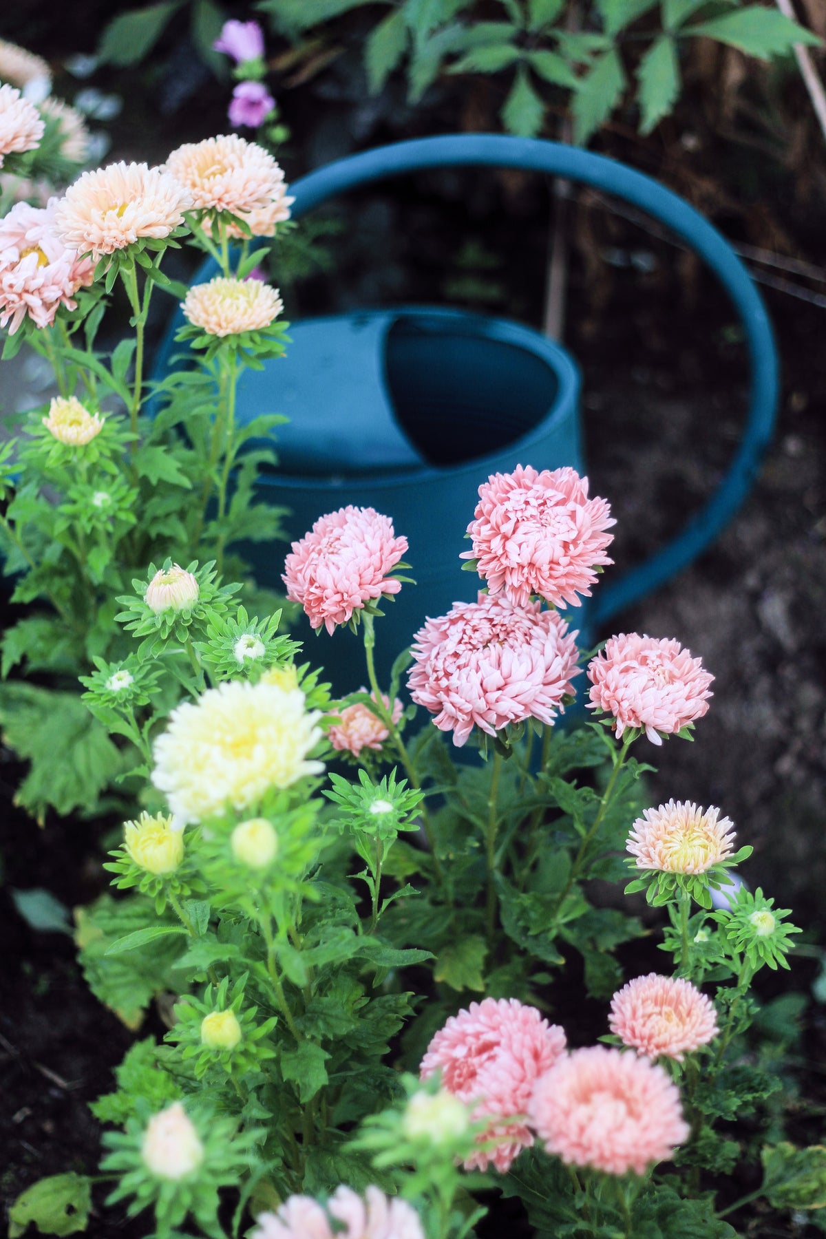 Aster -ljusgul