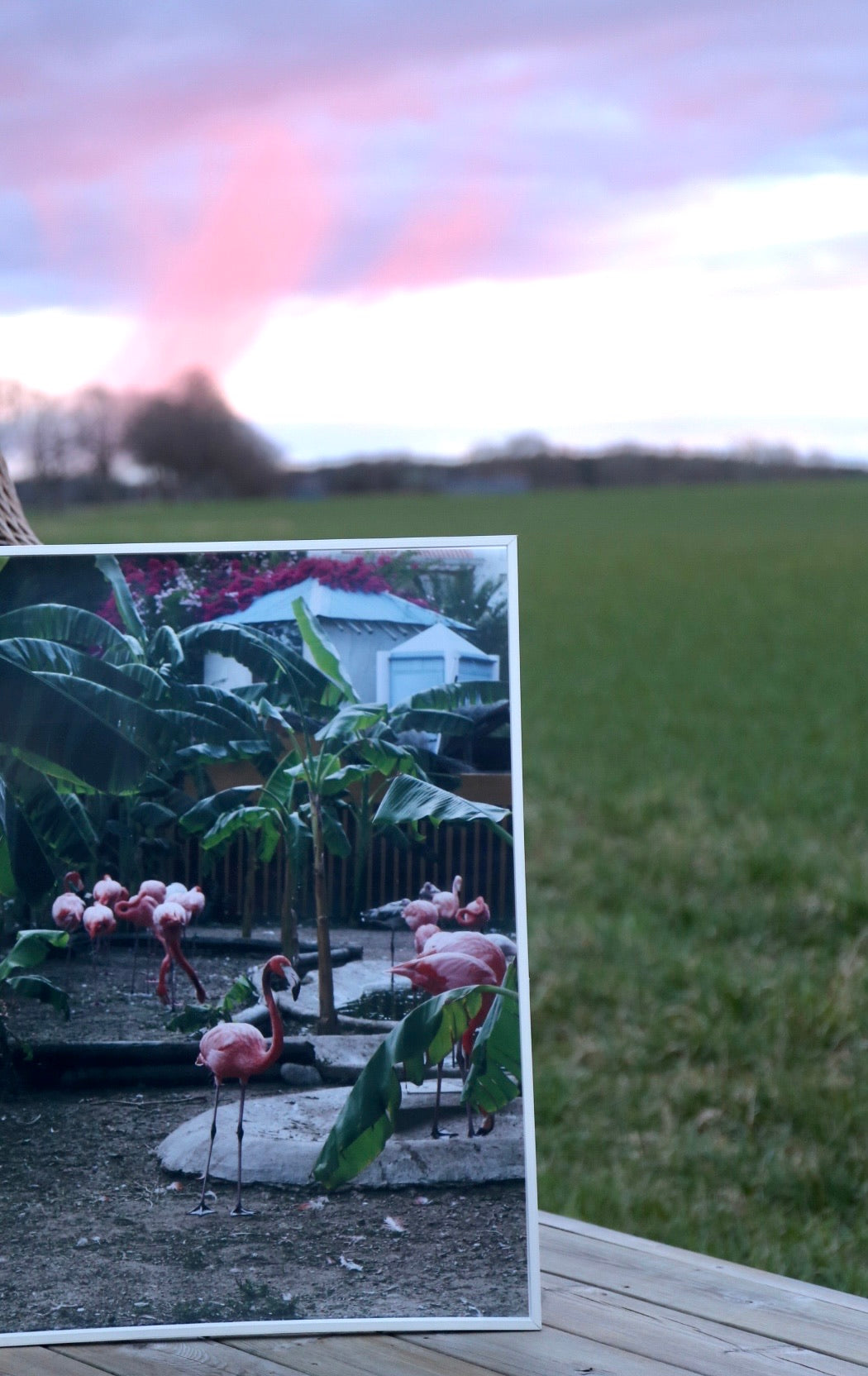 Print Flamingo - eget fotografi