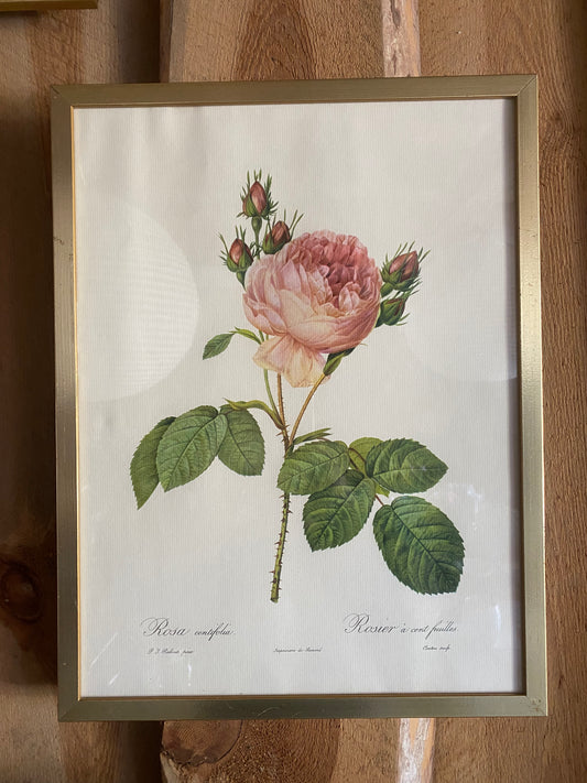 Rostavla - rosa