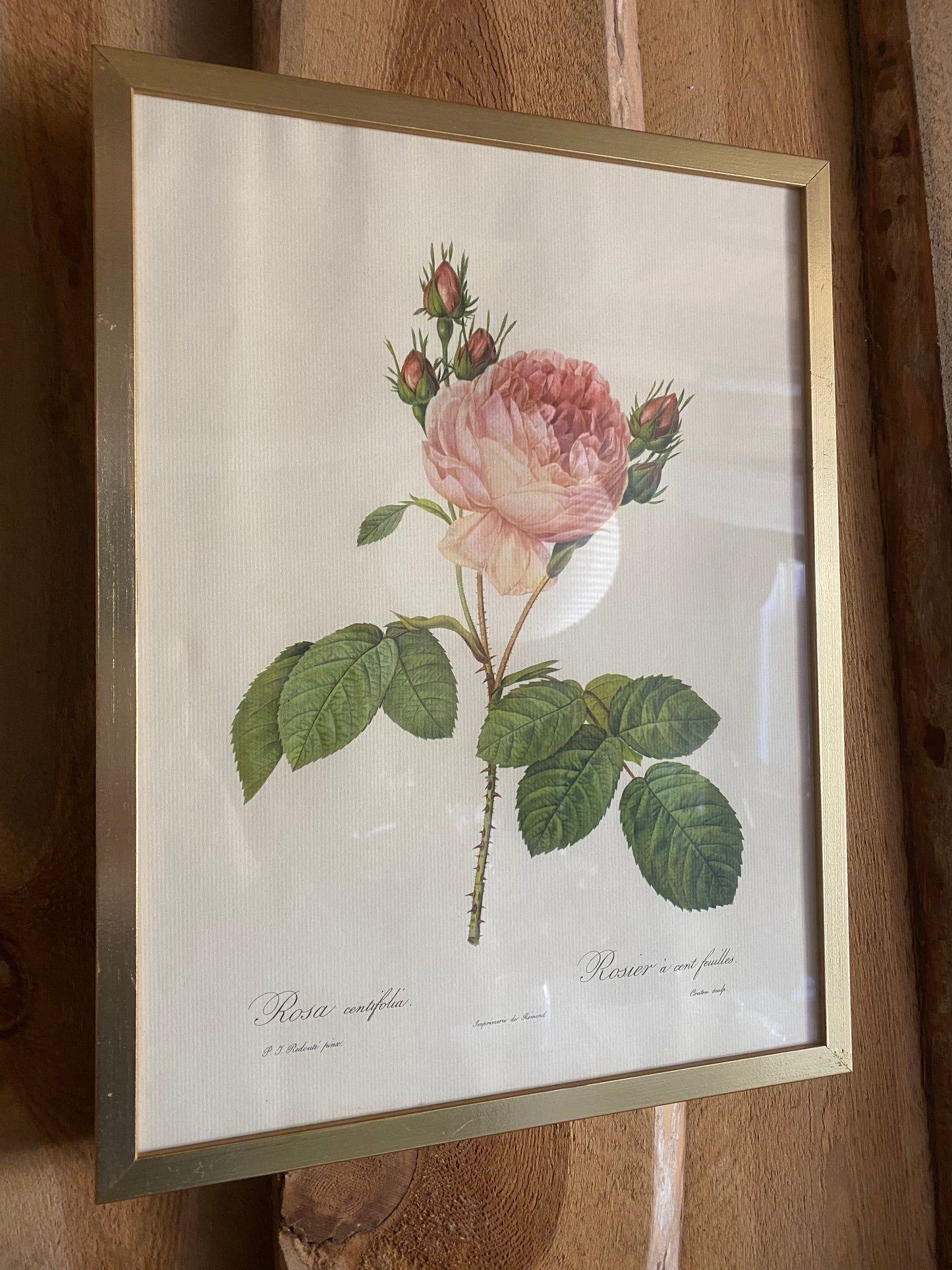 Rostavla - rosa