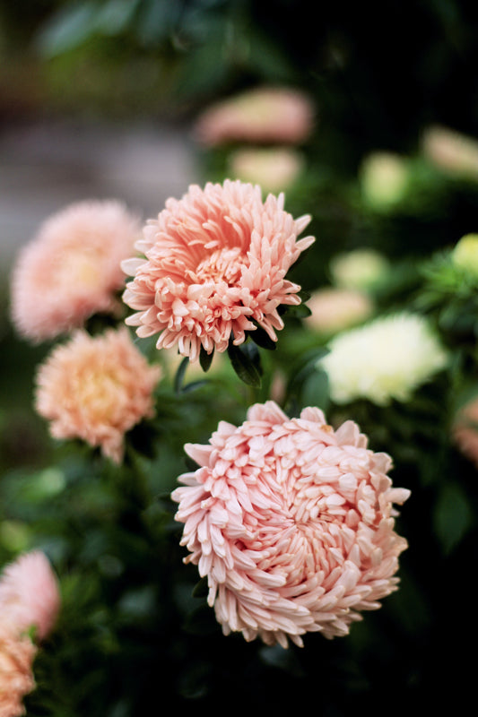 Aster -aprikosrosa
