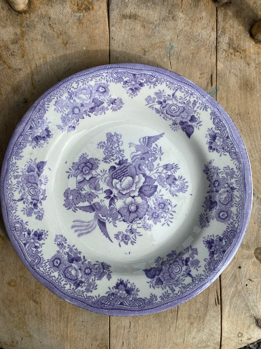 Lila Fasan - Gustafsberg