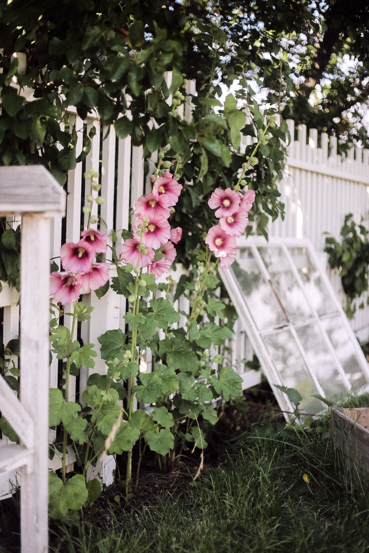 Stockrosfröer ROSA (fler i lager)